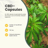 CBD Cannabidiol 99% - 10 mg - 60 cápsulas